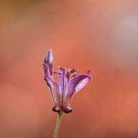 CANON(キヤノン)のレンズ EF-S55-250mm F4-5.6 IS STM で撮影した写真