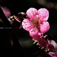 NIKON(ニコン)のレンズ AF-S DX Micro NIKKOR 40mm f/2.8G で撮影した