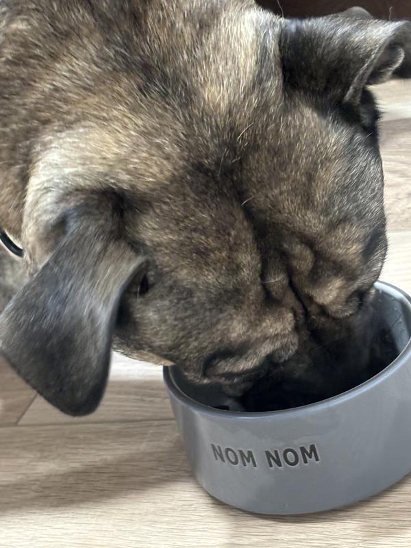 EveryYay Nom Nom Gray Ceramic Dog Bowl, 1 Cup | Petco