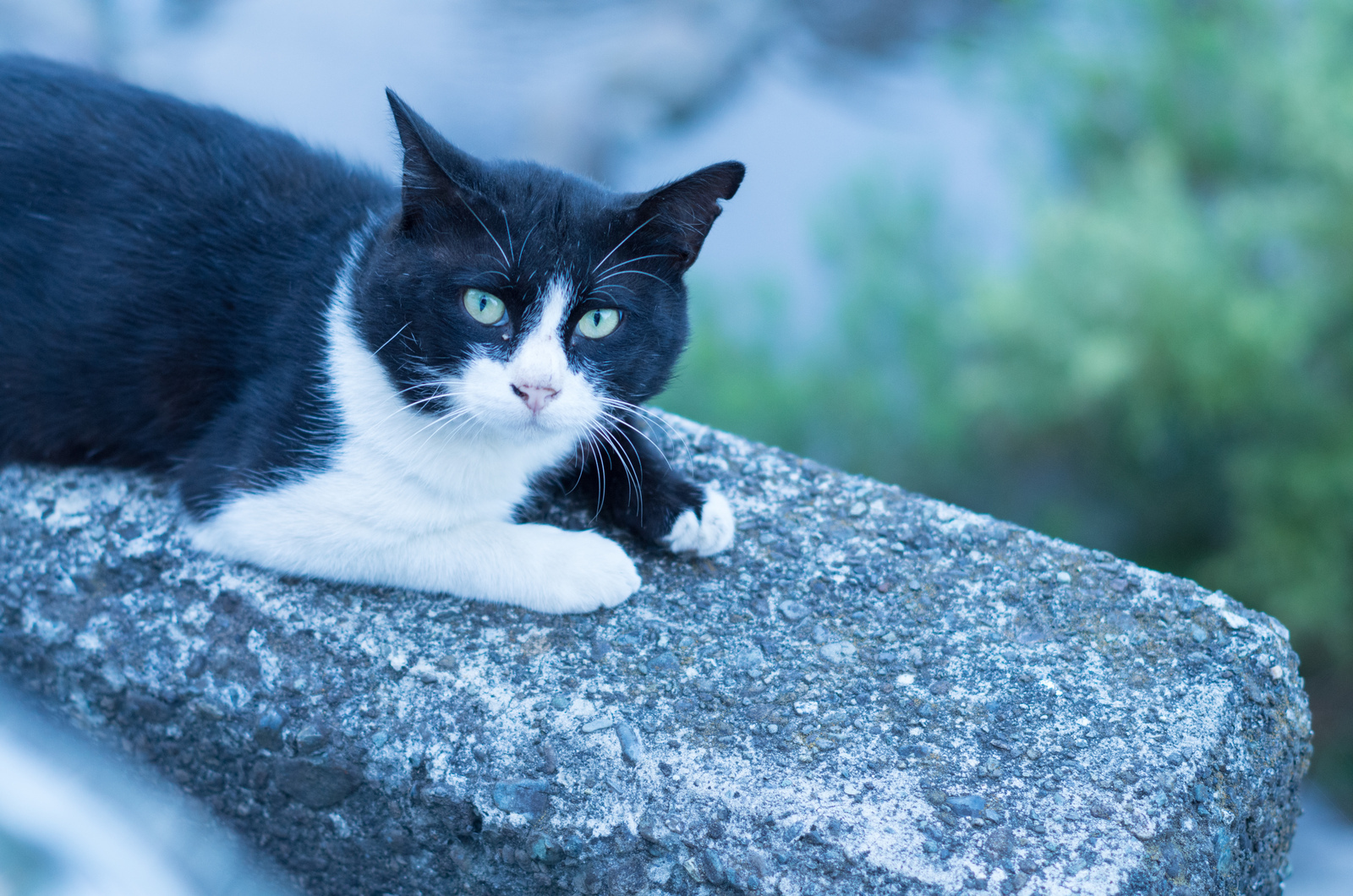 smc PENTAX-DA 50mm F1.8 - レンズ - pentax memo