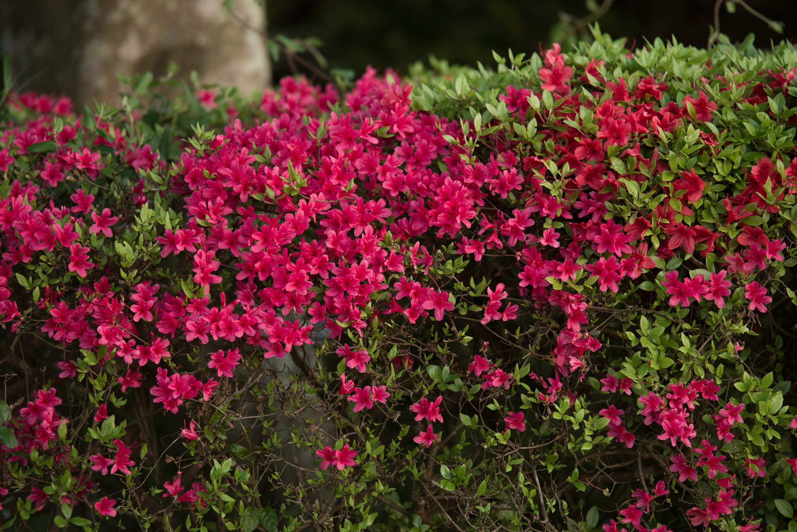 Sigma APO 100-300mm F4 EX DG - レンズ - pentax memo