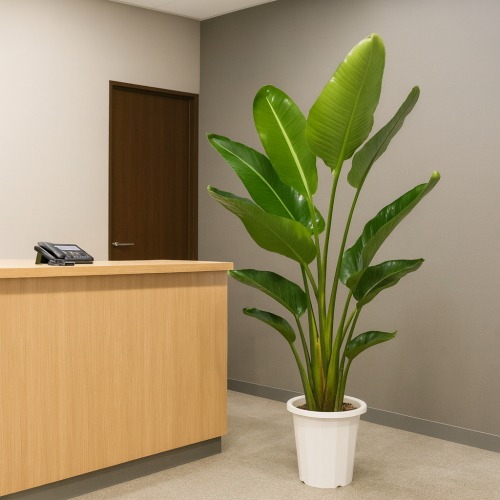 観葉植物 大型 オーガスタ 10号 | 移転祝い 開店祝い 法人ギフト販売の