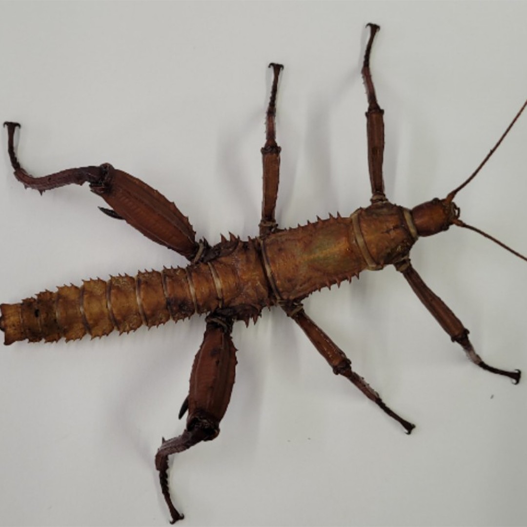 トゲアシフトナナフシ (Eurycantha calcarata) - Picture Insect