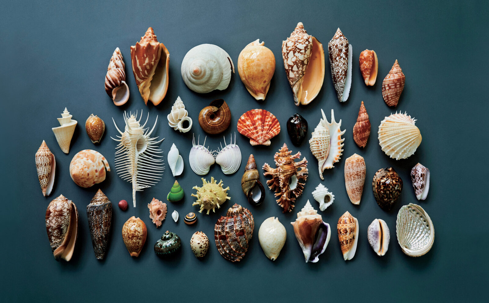 机の上のサイエンス。Vol.10｜貝類 | POPEYE Web | ポパイウェブ