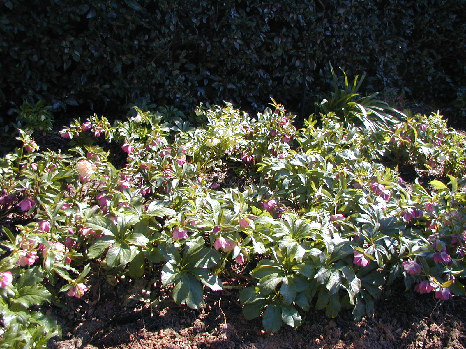 1】クリスマスローズ／〈大木ナーサリー〉大木俊明 | POPEYE Web