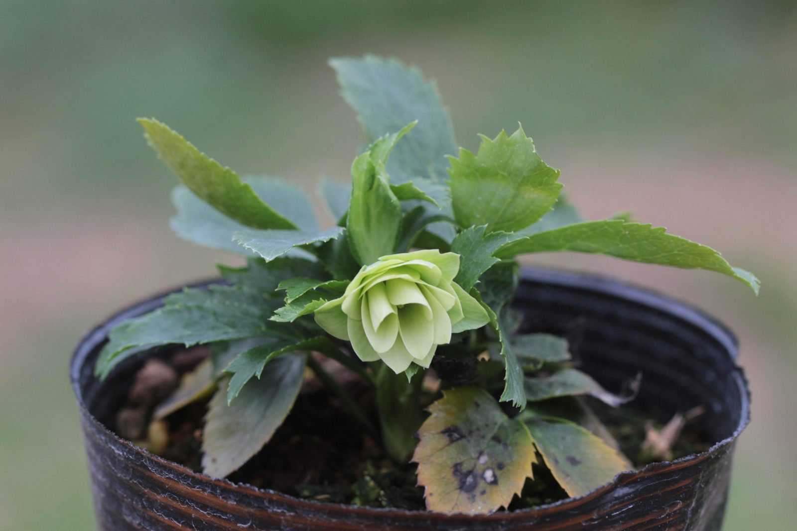 4】ヒデコートダブル／〈大木ナーサリー〉大木俊明 | POPEYE Web