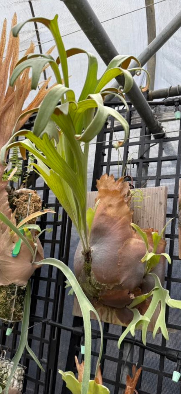 Platycerium willinckii 