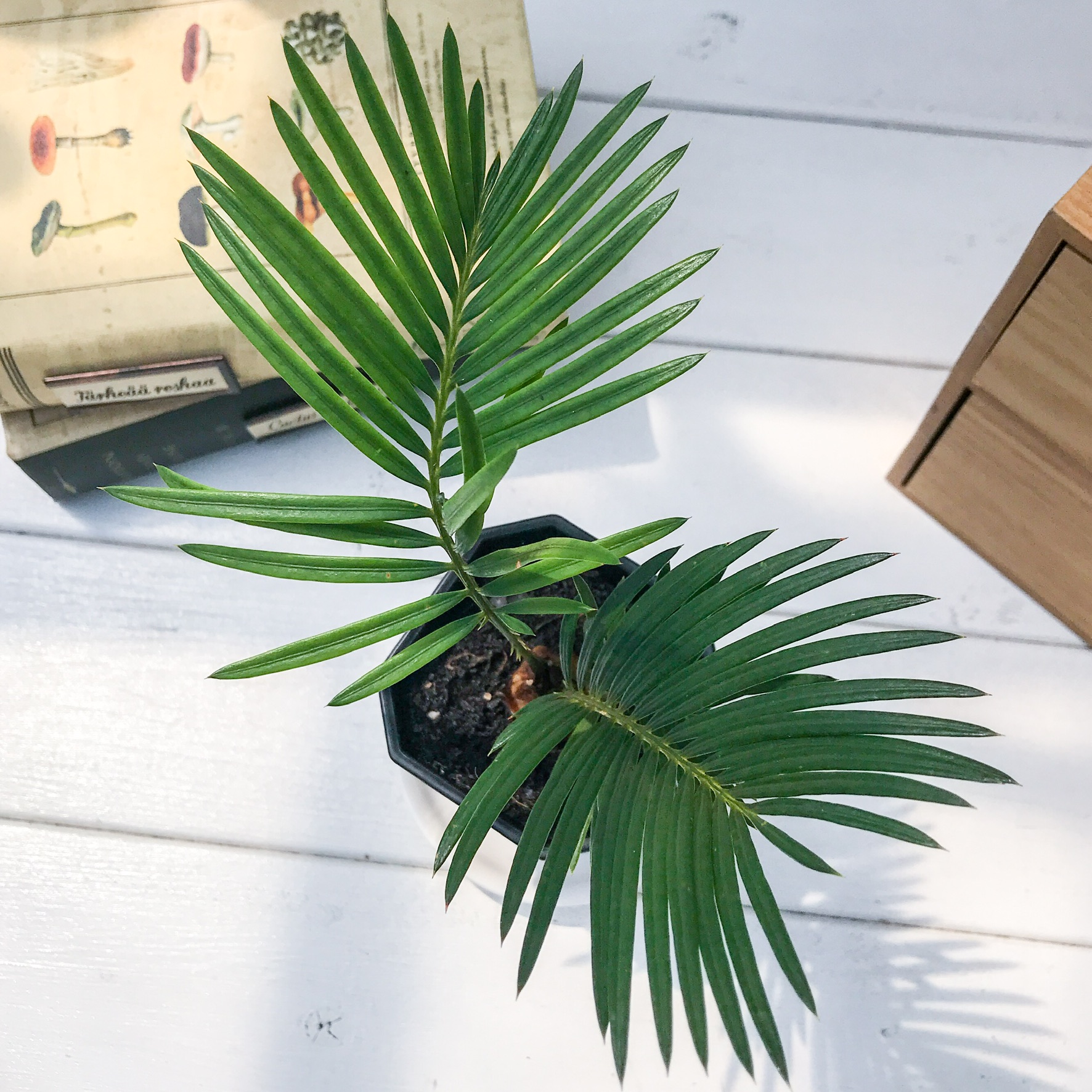 PLANCHU 観葉植物 ソテツ Cycas revoluta 蘇鉄 生きた化石