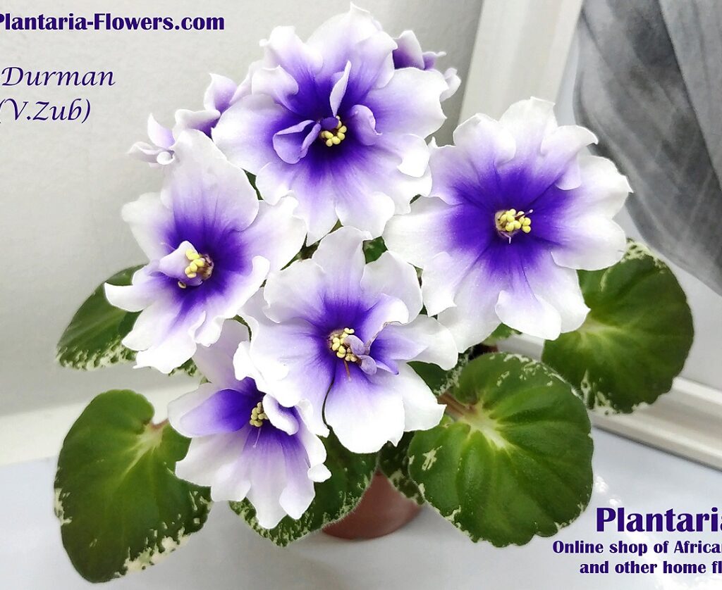 R-Durman (V.Zub) – Plantaria – Online shop of African Violets