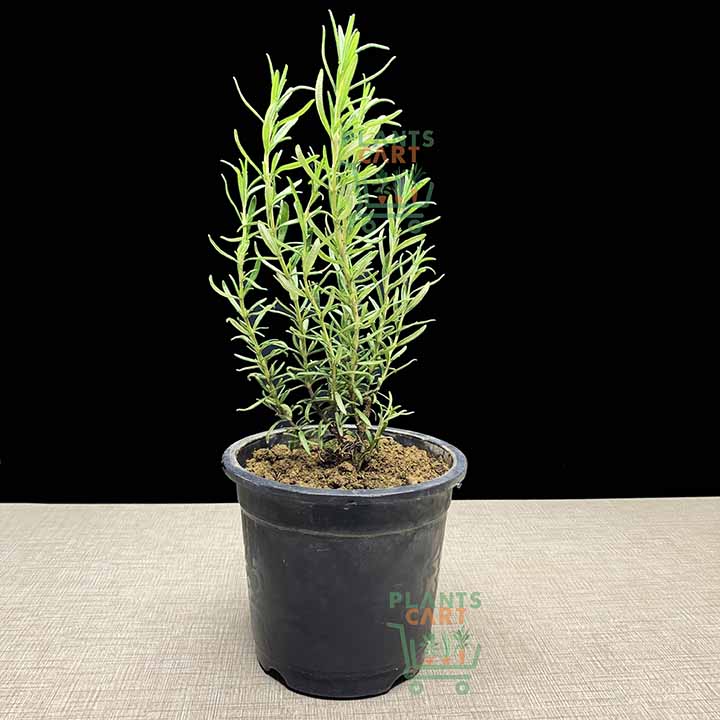Rosemary in 6″ Pot – PlantsCart