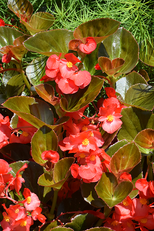 Big Red Bronze Leaf Begonia (Begonia 'Big Red Bronze Leaf') in St