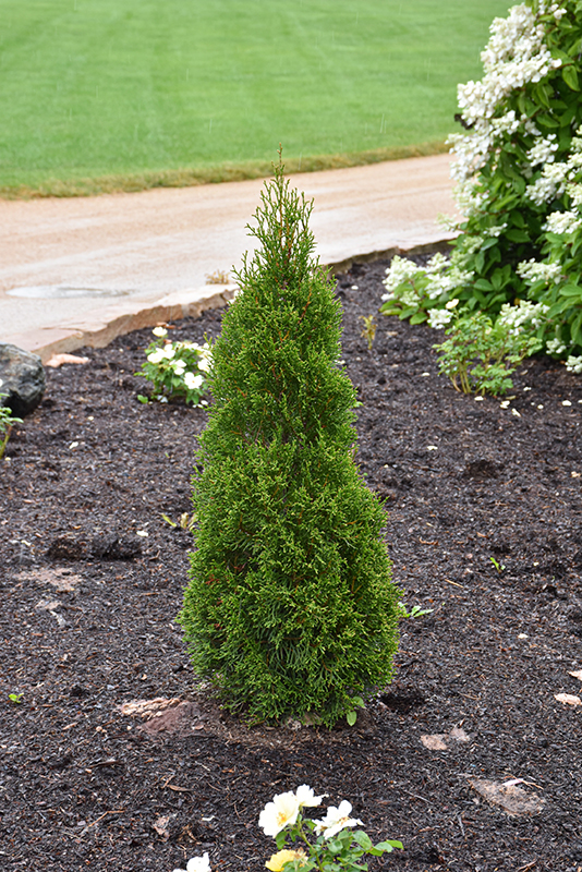 Emerald Squeeze Arborvitae (Thuja occidentalis 'Lilshreckthu') in