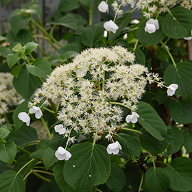 Climbing Hydrangea (Hydrangea anomala 'var. petiolaris') in