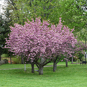 Kwanzan Flowering Cherry (Prunus serrulata 'Kwanzan') in Columbus