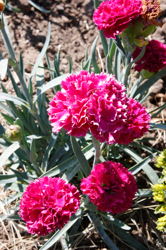 Fruit Punch Funky Fuchsia Pinks (Dianthus 'Funky Fuchsia') in