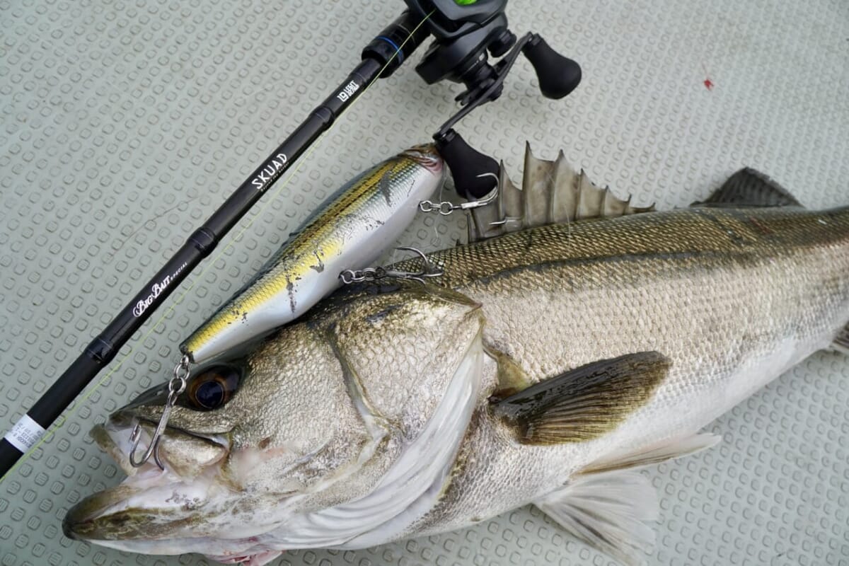 レジットデザイン『スクアド（SKUAD）』シリーズから遂にボート