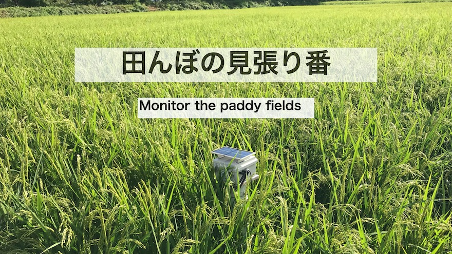 田んぼの見張り番 | ProtoPedia