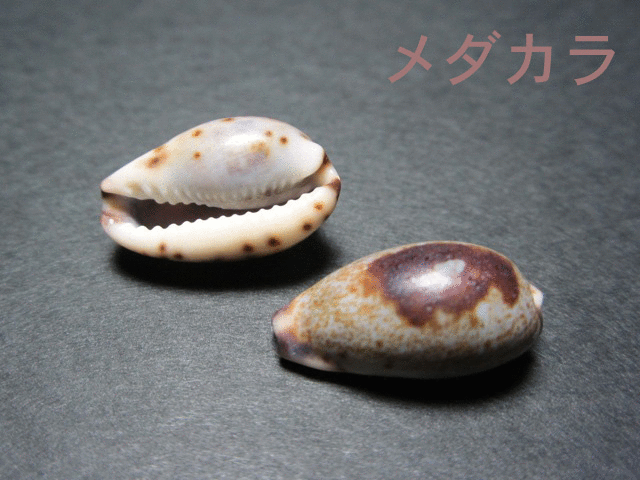 タカラガイで笛を作ろう │科学実験データ│科学実験データベース