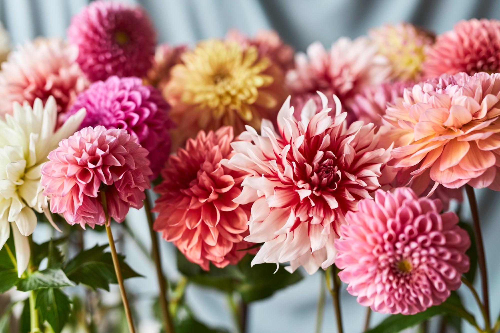 青山ダリア祭り】秋田県のナマハゲシリーズ他、日本各地からダリアの名