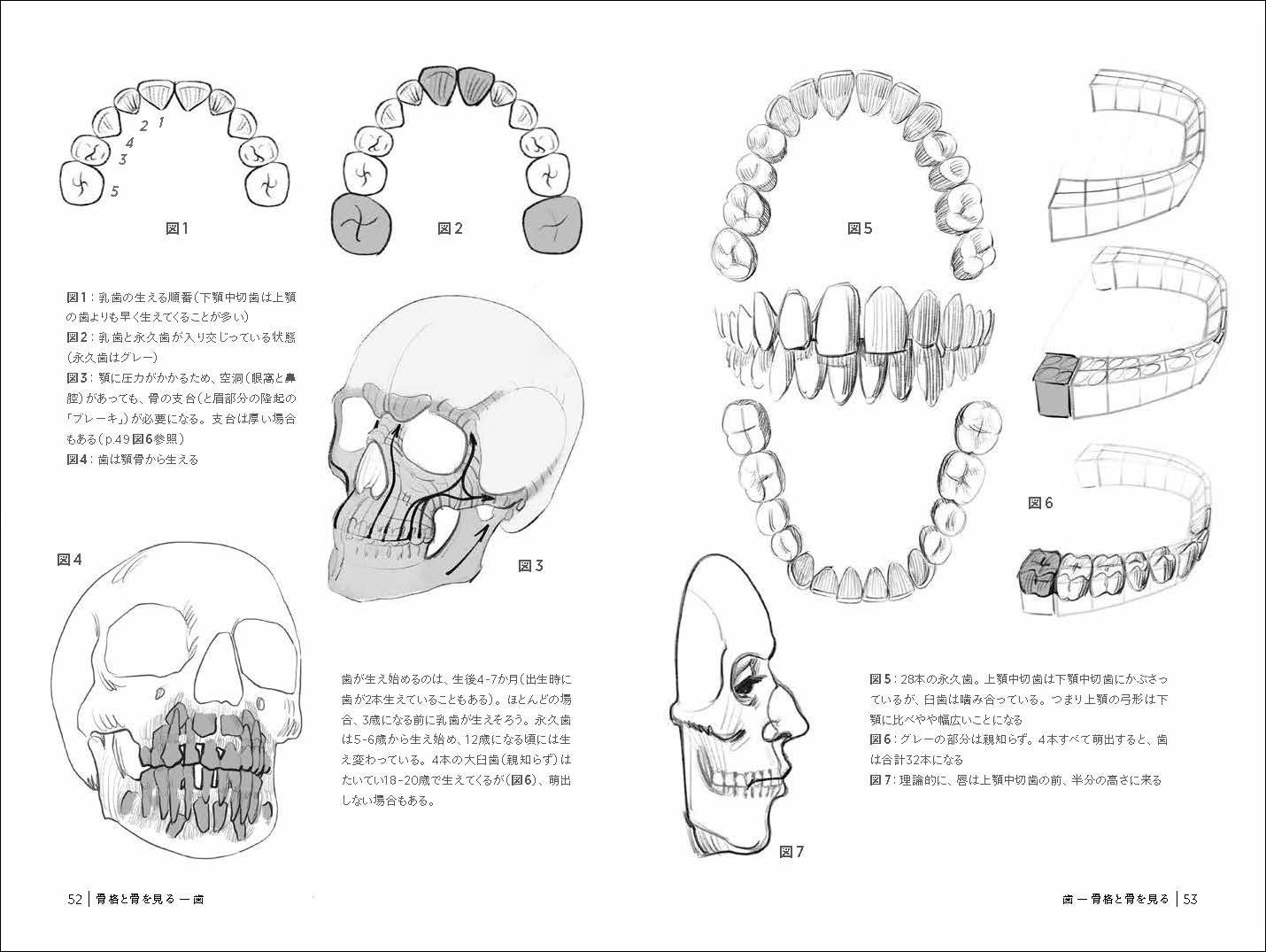 累計37万部突破！模写できる究極のデッサン集】「モルフォ」シリーズ第