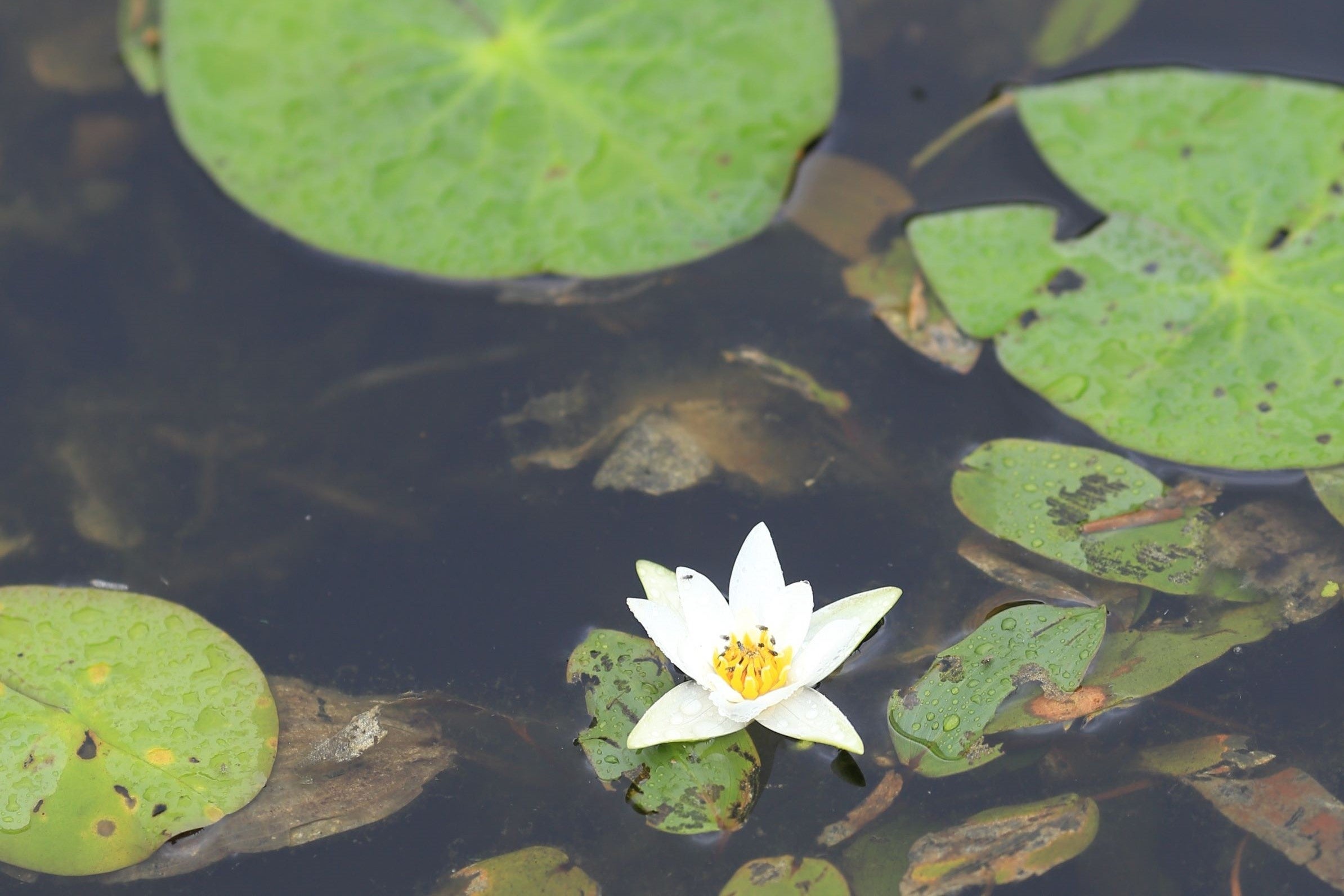 賀来飛霞 彩色花弁圜 希少 墨彩画 日本画 牧野富太郎 小石川植物園 大分県