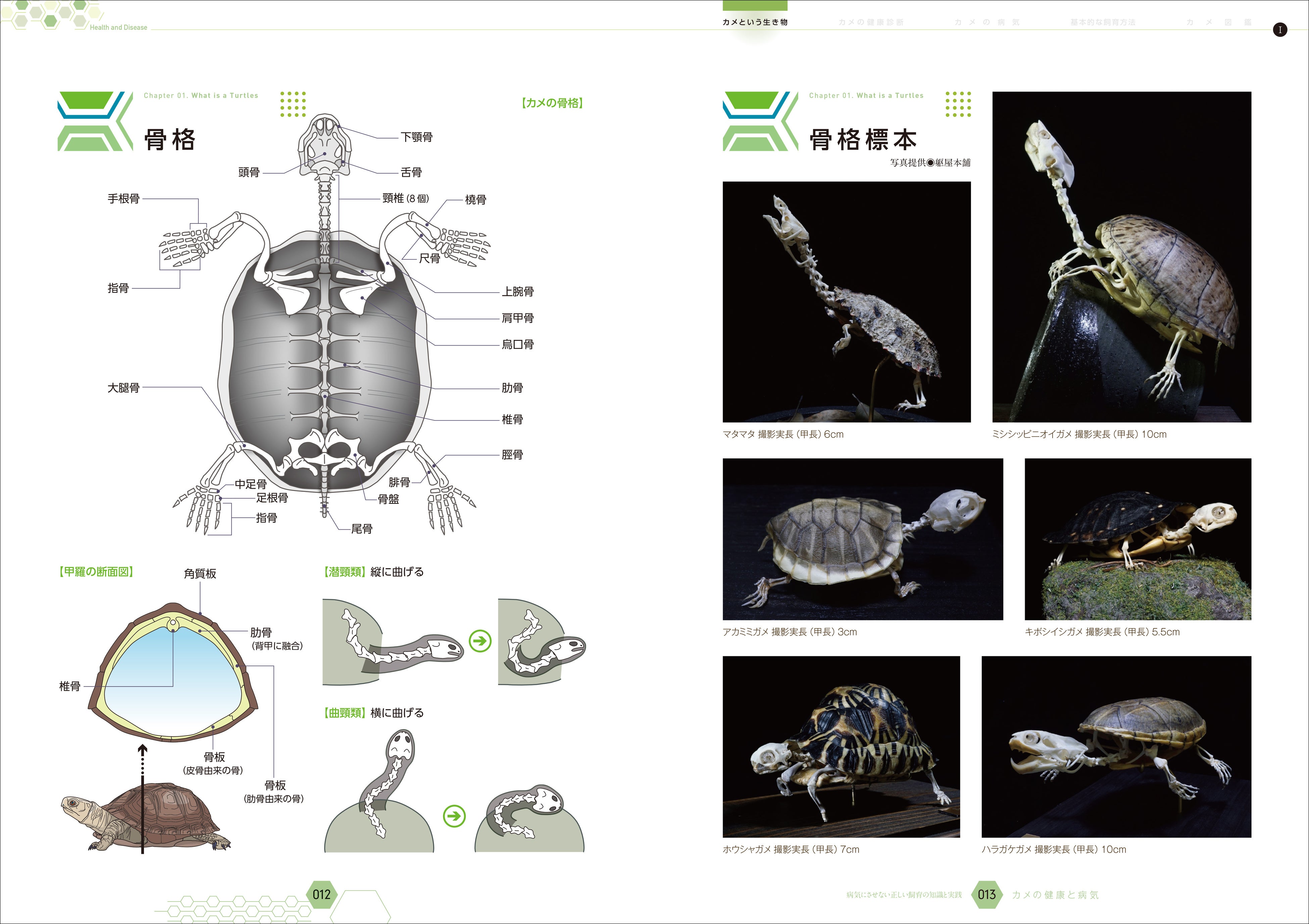 あなたが飼育しているカメを病気にさせないために必要な病気の症状