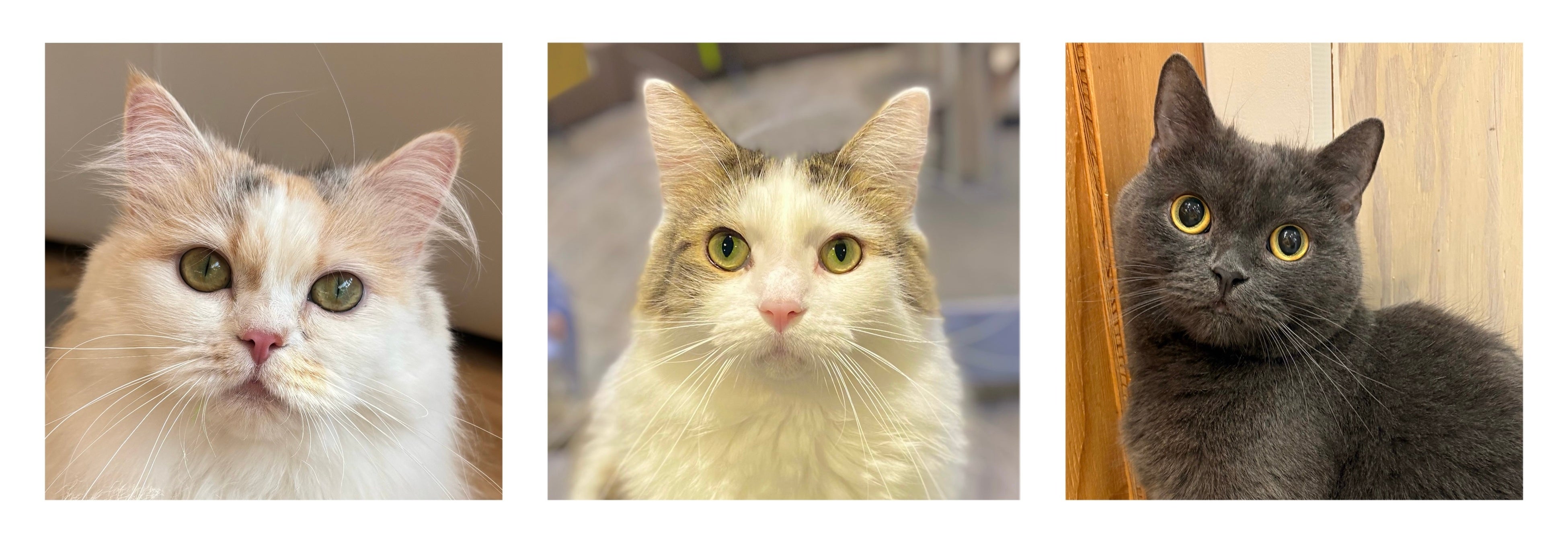 今年も国内外の代表にゃんずが出揃い、いよいよ頂上決戦へ！WEB投票も