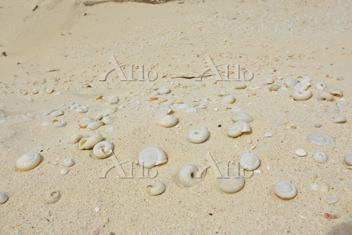 ヒロベソカタマイマイ 陸貝 半化石 ヒロベソカタマイマイ 陸貝 半化石