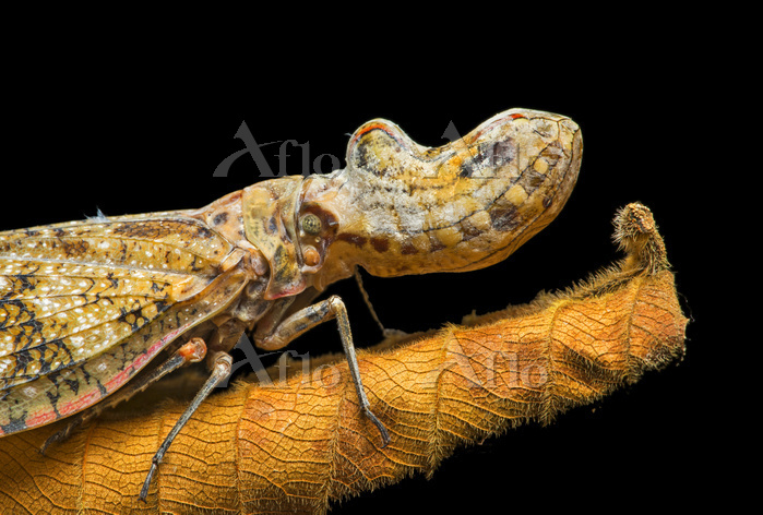 ユカタンビワハゴロモ [53474112]の写真素材 - アフロ