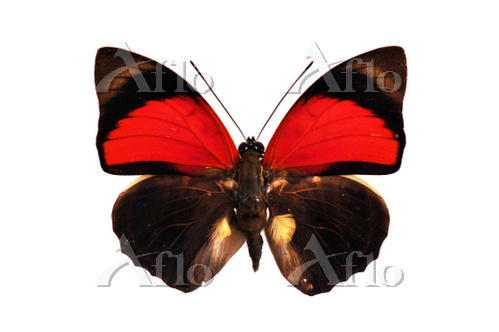 ミイロタテハ♂♂標本セット☆南米ブラジル産☆ 大型 62/61mm 美麗標本 蝶