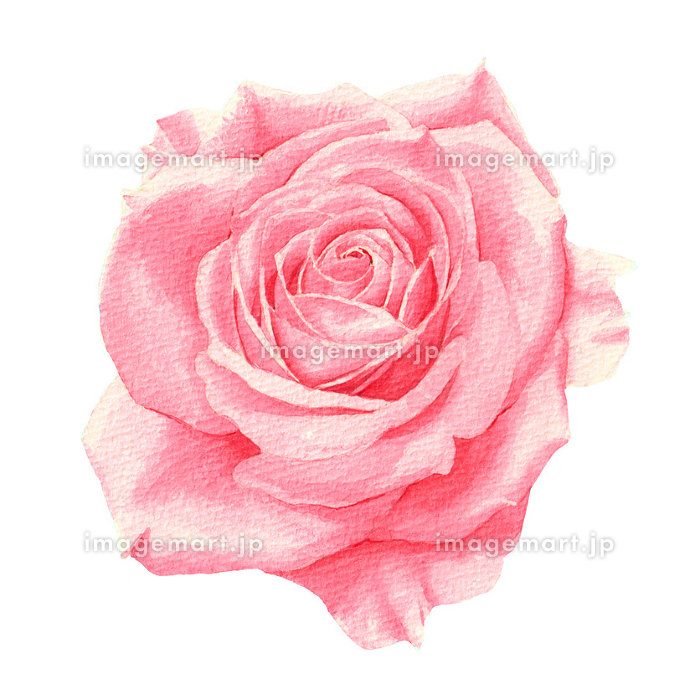 ピンク色の一輪の薔薇のイラスト（透明水彩イラスト） [233905056