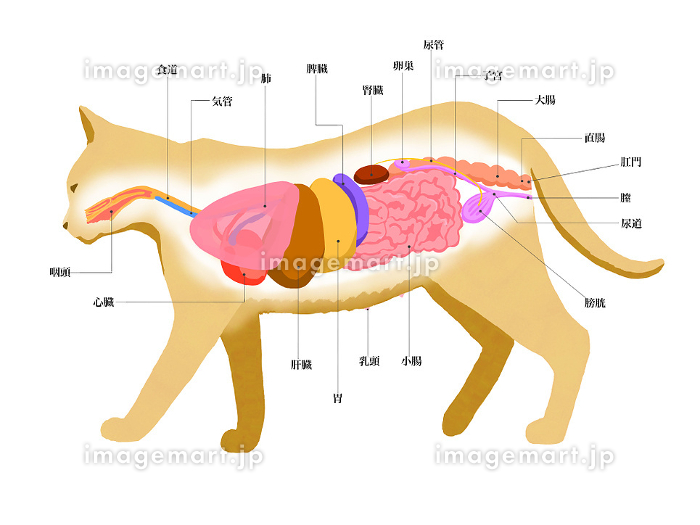 メス猫の解剖図線なしのイラスト素材 [182787976]｜毎月1点無料