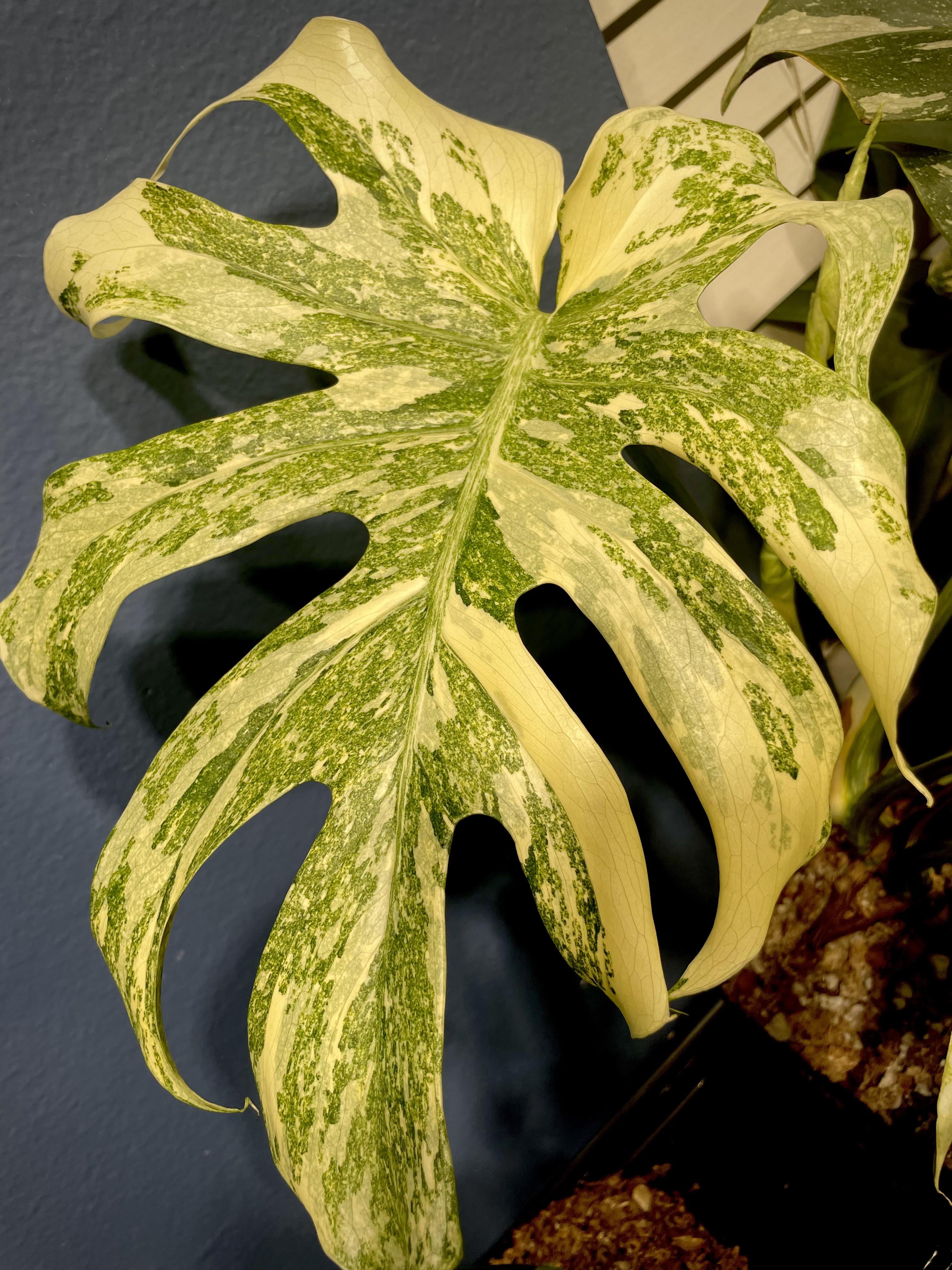 モンステラ 'レガシー' : r/RareHouseplants