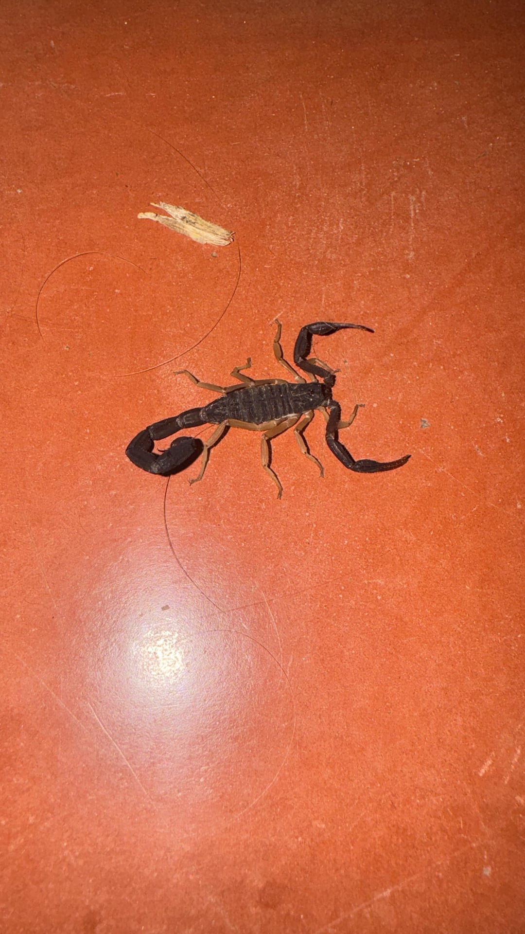 scorpion-id-v0-j5zwie0h072c1.