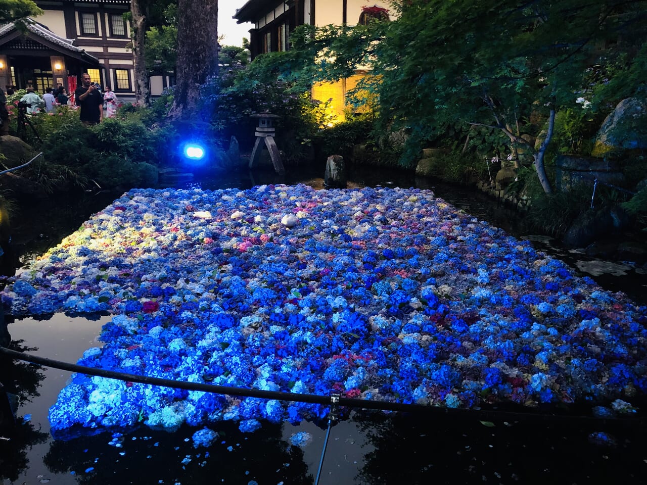 桜川市】「雨引観音あじさい祭」水中華ライトアップを見に行ってきまし