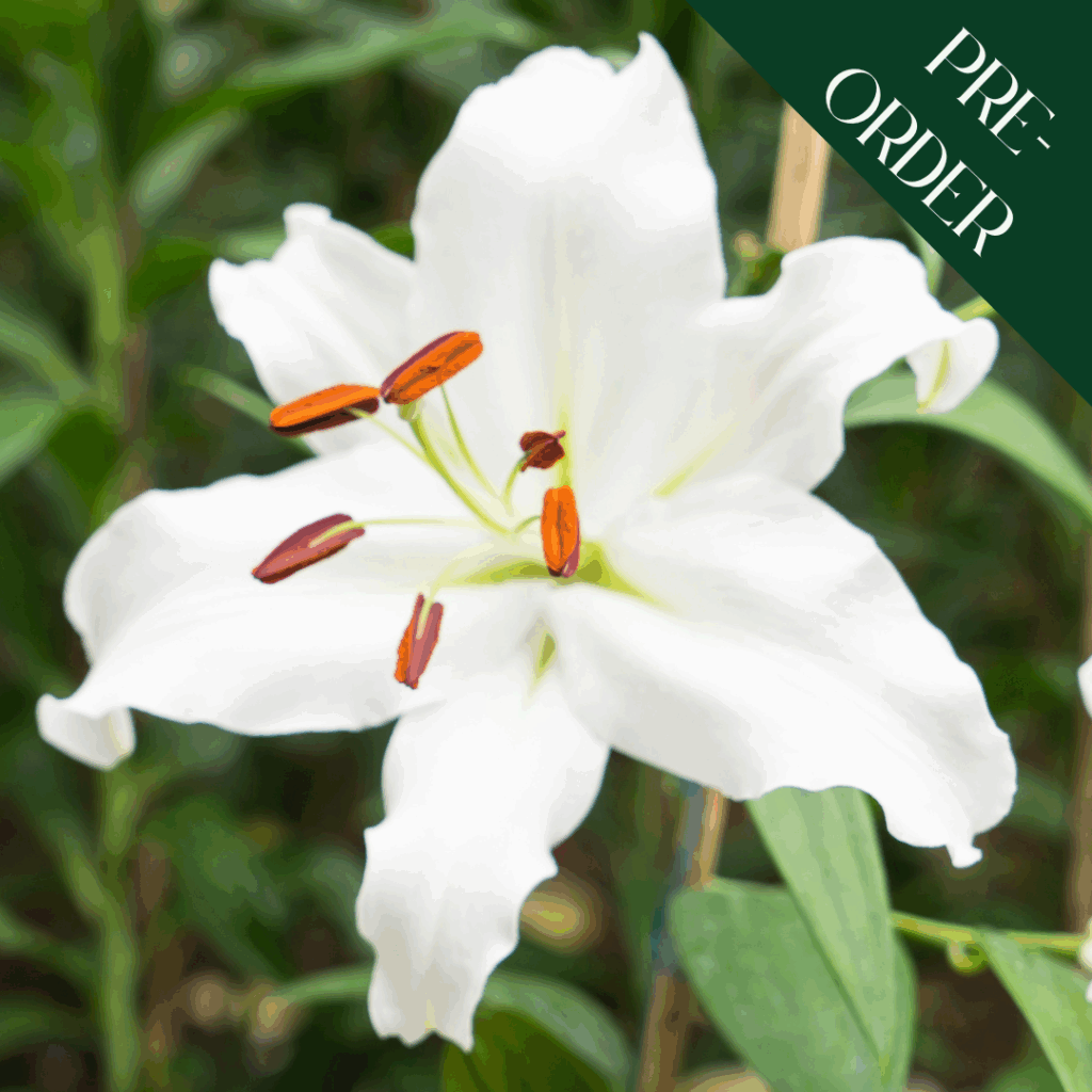 Lily Casa Blanca - Premier Seeds Direct