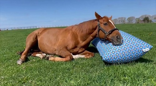 人をダメにするソファは馬もダメにした……？ 北海道の牧場で「Yogibo