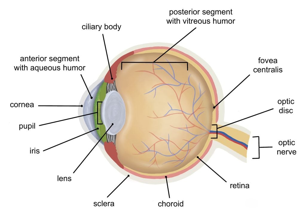 The Eye – Anatomy and Physiology I: An Interactive Histology Atlas