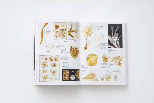 荒俣宏の偉業『世界大博物図鑑』シリーズが、旧版の約3分の1の価格