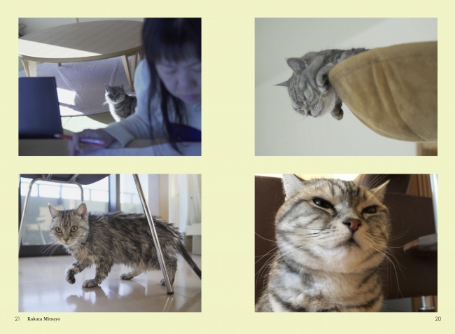 NHKの人気番組「ネコメンタリー 猫も、杓子（しゃくし）も。」が