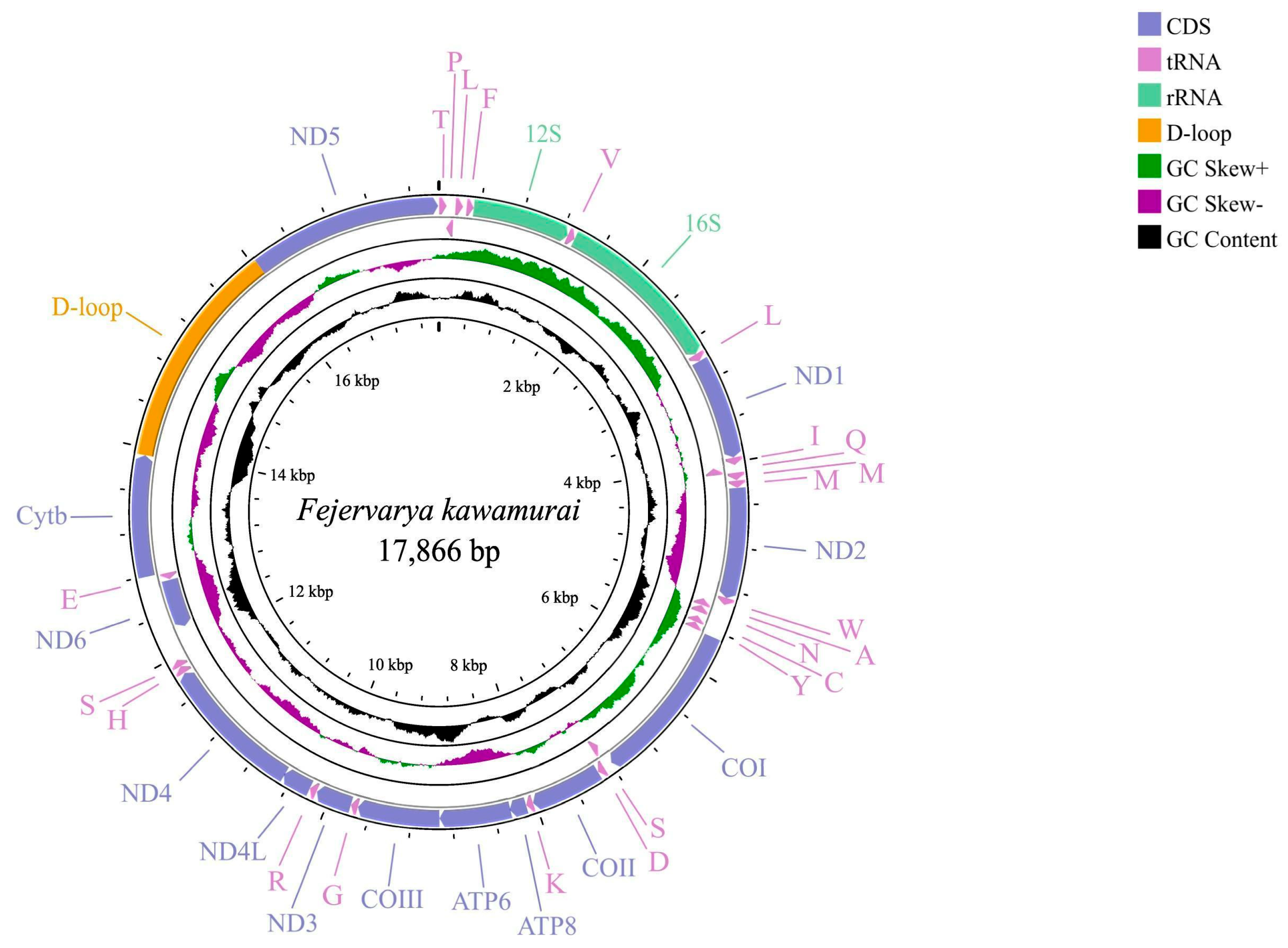 How Does Mitochondrial Protein-Coding Gene Expression in