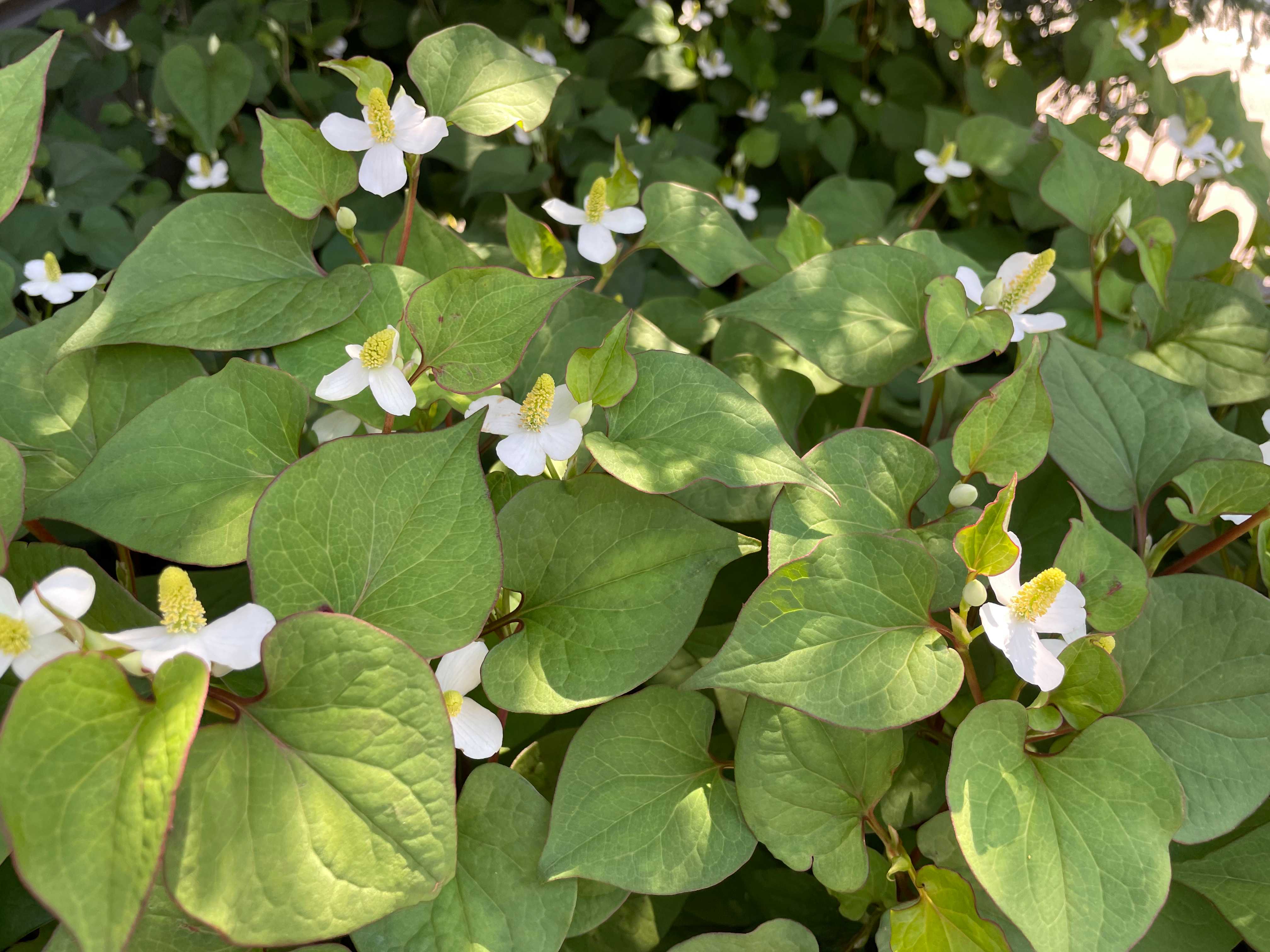 村上光太郎の「薬草を食べる」ドクダミの薬効・食べ方
