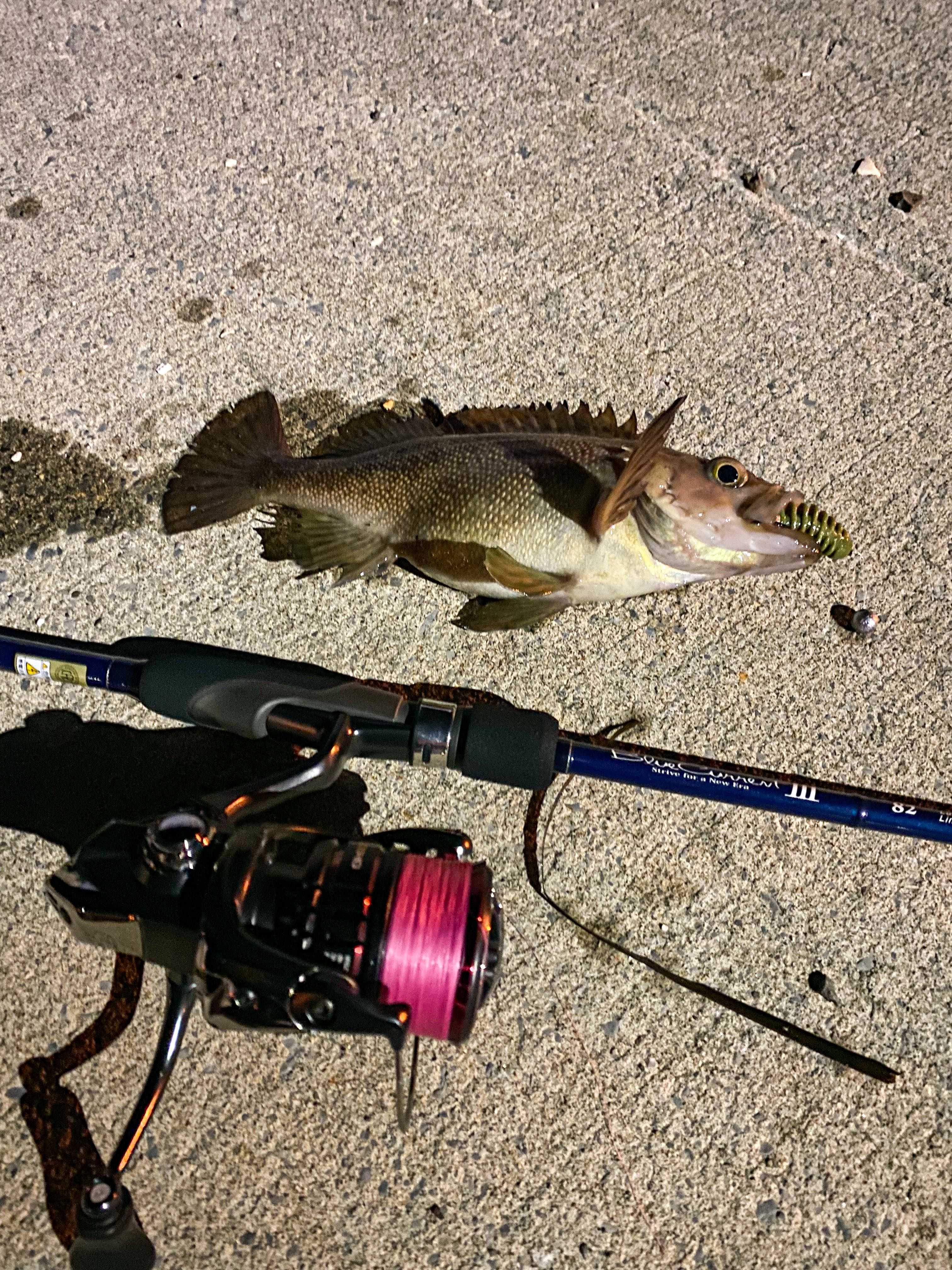 BlueCurrent Ⅲ 82 ロックフィッシュ - 釣れたら正解