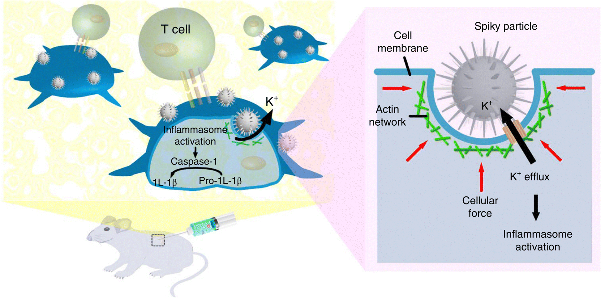Immunological nanomaterials to combat cancer metastasis - Chemical