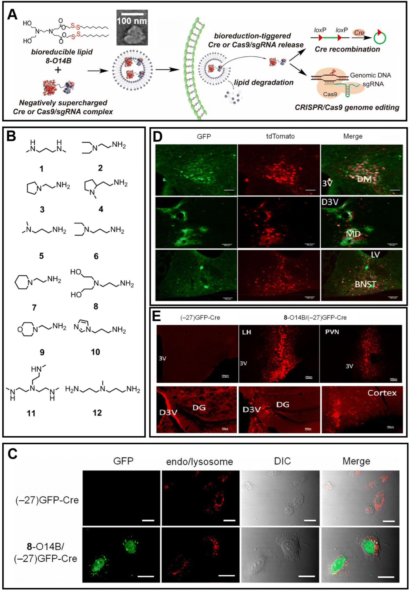 Nanotechnological approaches for the targeted delivery of CRISPR