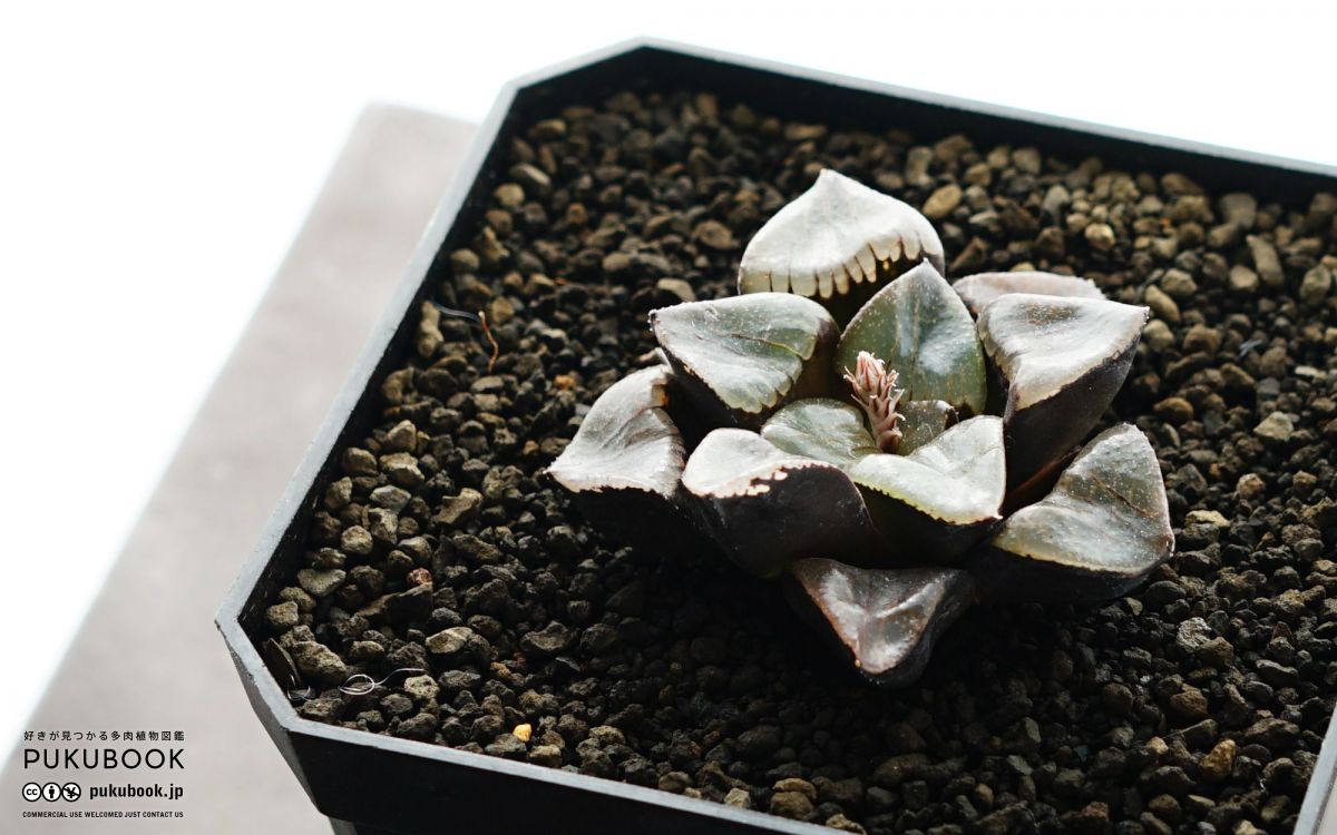 ハオルチア トロピカルナイト Haworthia 'Tropical Night'｜多肉植物
