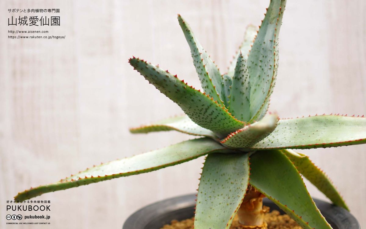 アロエ コニフェラ Aloe conifera｜多肉植物図鑑 PUKUBOOK(プクブック)