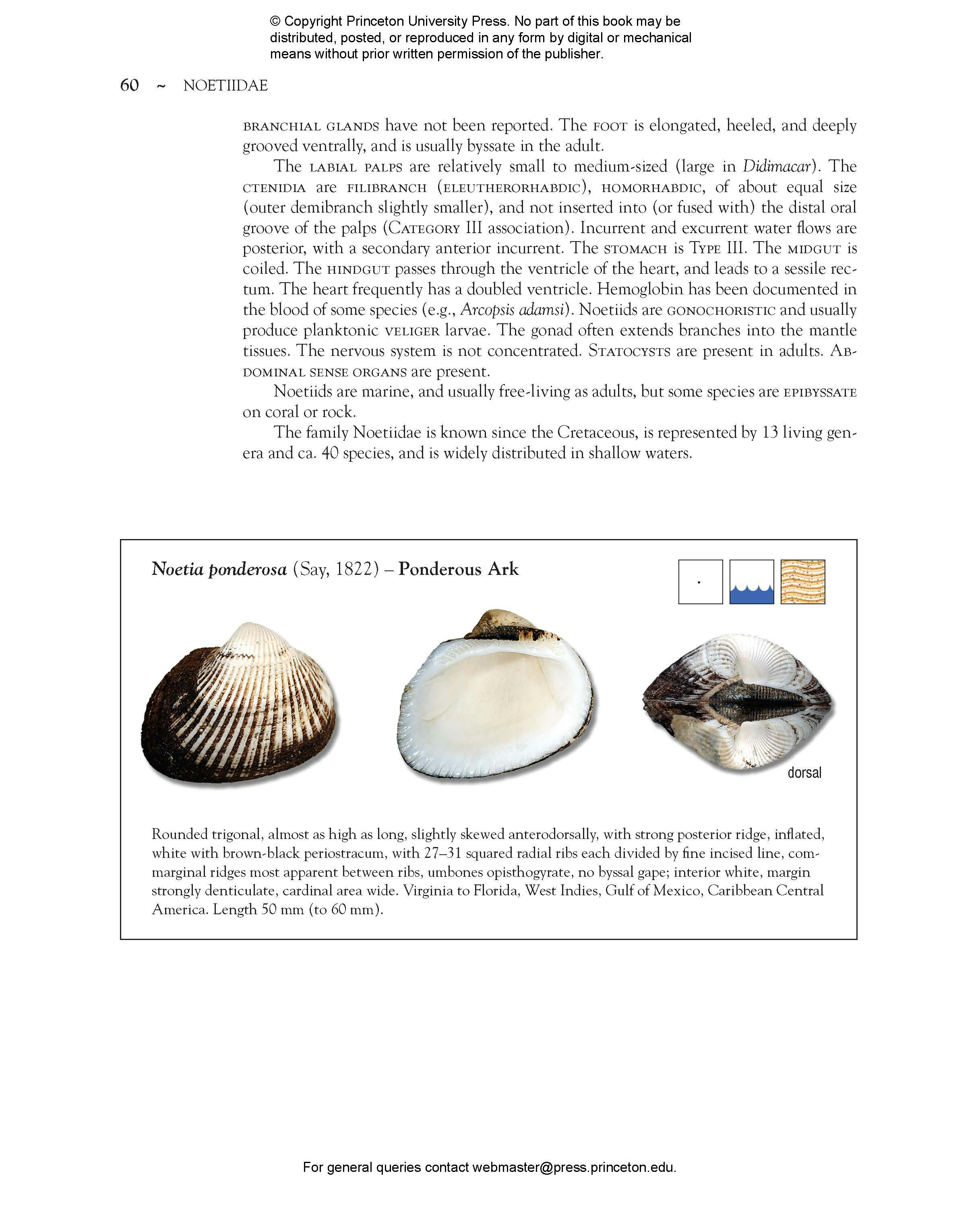 Seashells of Southern Florida | Princeton University Press