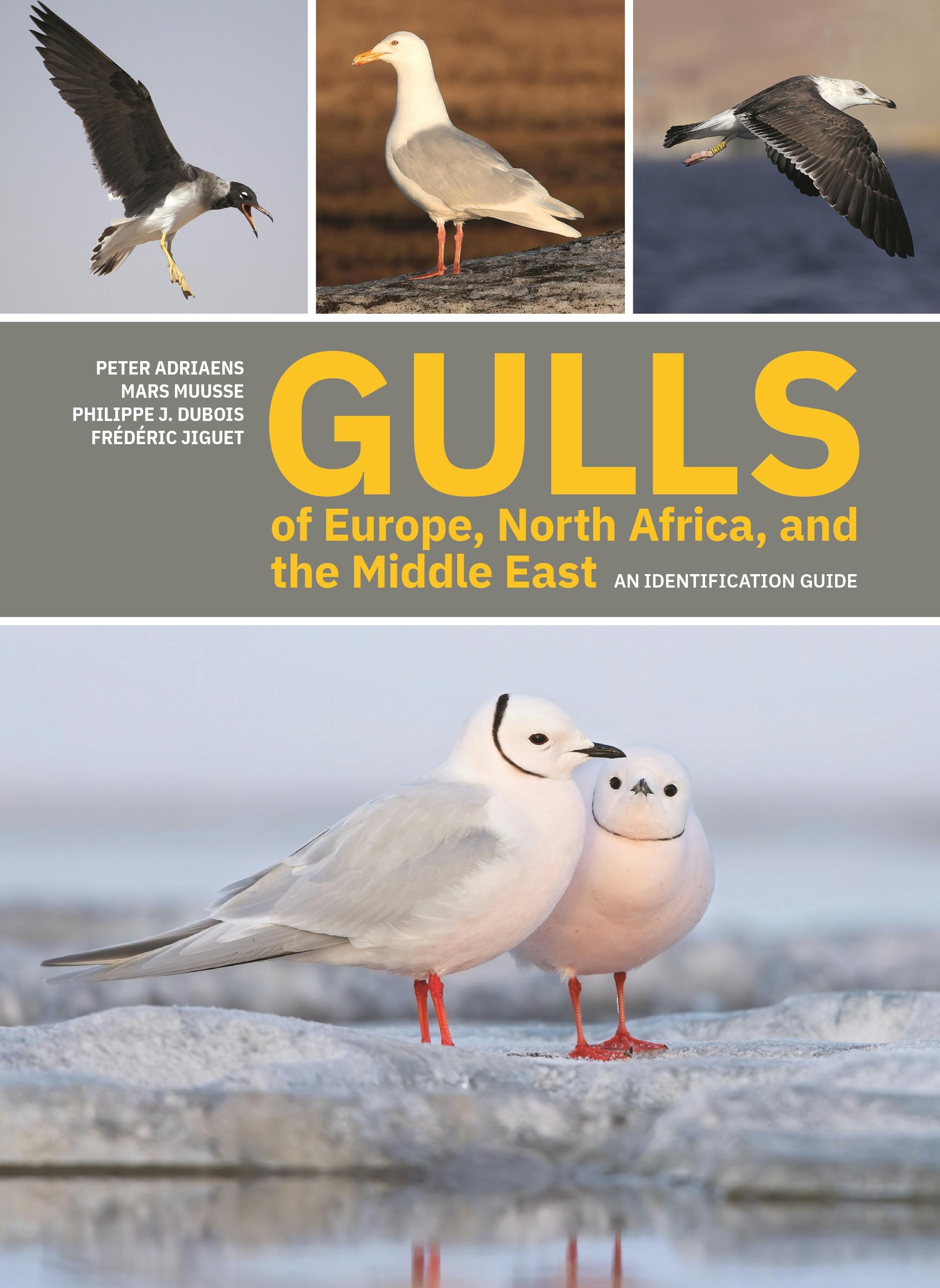 Gulls of Europe, North Africa, and the Middle East | Princeton