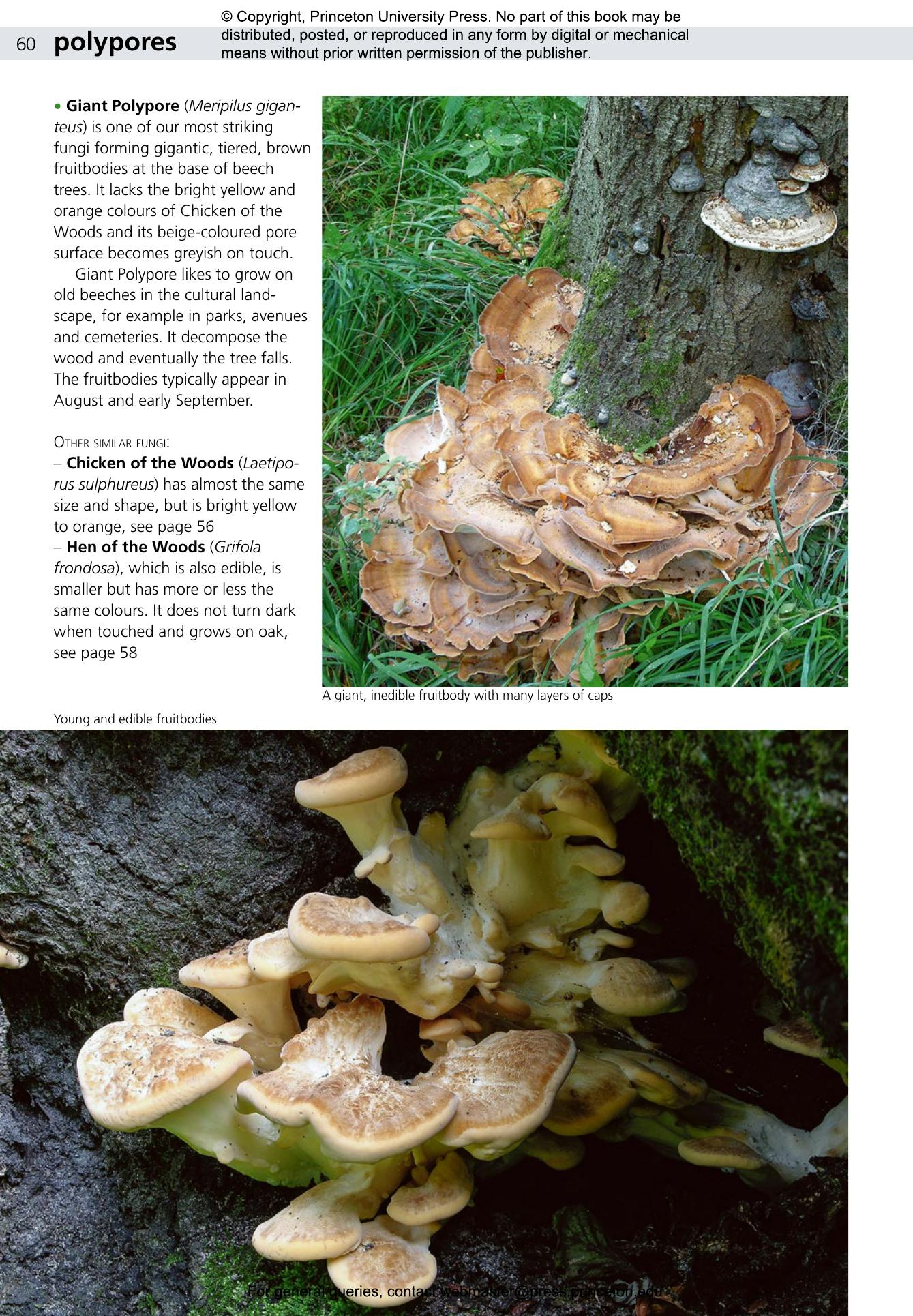 Edible Fungi of Britain and Northern Europe | Princeton University